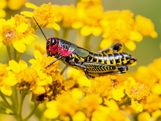 he bicolor grasshopper, also known as the rainbow grasshopper, painted grasshopper, or the barber pole grasshopper, is a species of grasshopper. It is native to North America and northern Mexico.