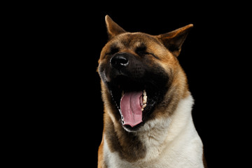 Close-up portrait of plush dog american akita breed, yawn on isolated black background, front view