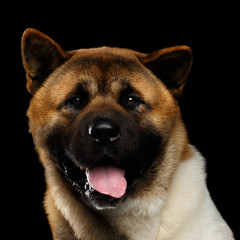 Close-up portrait of plush dog american akita breed curious looking in camera on isolated black background, front view