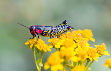 he bicolor grasshopper, also known as the rainbow grasshopper, painted grasshopper, or the barber pole grasshopper, is a species of grasshopper. It is native to North America and northern Mexico.