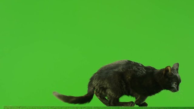 Black Cat jumping on green screen. Shot on RED EPIC DRAGON Cinema Camera in Slow Motion.
