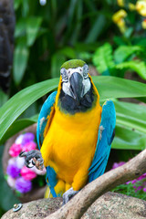 Colorful  macaws in the forest