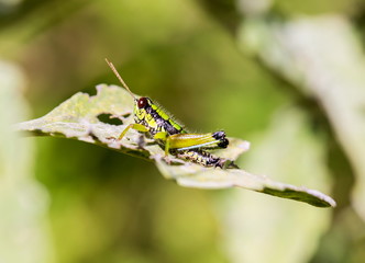Bright green grasshoppers are found in the grasslands of Mexico.