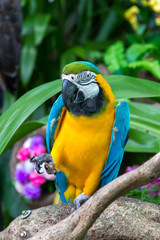 Colorful  macaws in the forest