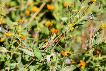 Bright green grasshoppers are found in the grasslands of Mexico.