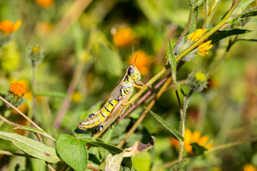 Bright green grasshoppers are found in the grasslands of Mexico.
