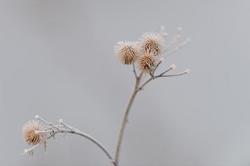 Four Frosty Seed Pods on a Wildflower Plant