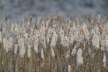 Crowd of Puffy Cattails