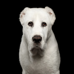 Obraz premium Close-up portrait of Huge white dog alabai breed curious looking in camera with cutting ears on isolated black background, front view