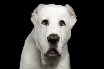 Close-up portrait of Huge white dog alabai breed curious looking in camera with cutting ears on isolated black background, front view