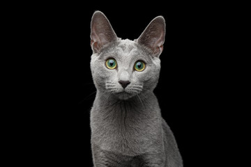 Close-up portrait of Russian blue cat with amazing green eyes and gray silver fur stare in camera...