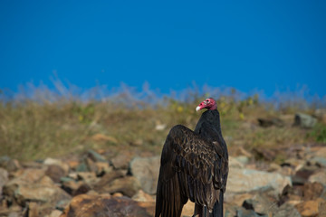 Turkey Vulture posing like a vampire. 
