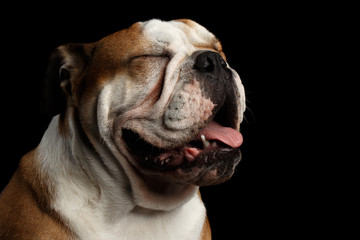 Close-up portrait of dog british bulldog breed, white and red color, closed eyes on isolated black...