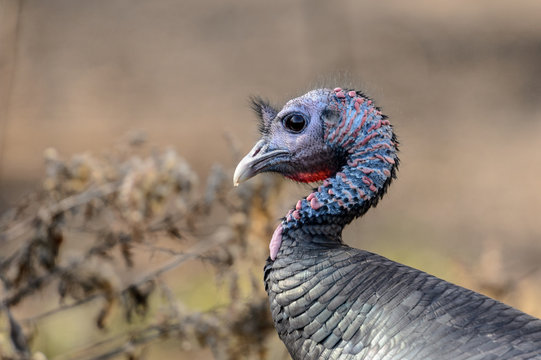 Close Up Portrait of a Male Wild Turkey Head and Neck