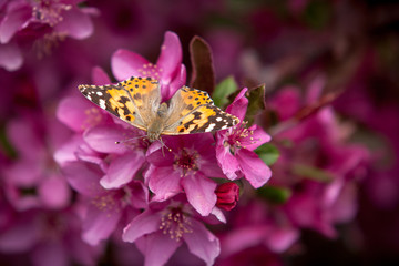 Painted Lady Butterfly Feeding on Crabapple Blossoms
