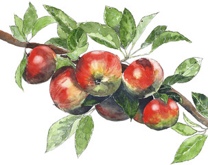 Apples on a tree watercolor illustration painting isolated on white background