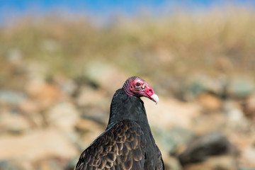 Vulture head shot.  Some say he's ugly.  Strange indeed.  