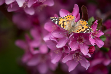 Painted Lady Butterfly Feeding on Crabapple Blossoms