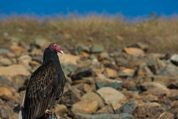 Vulture in front of a rocky hill.  