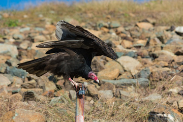 A vulture struggles to keep balanced upon a post.  