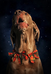 Boże Narodzenie - śpiewający pies - obrazy, fototapety, plakaty