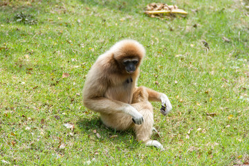 Gibbons on green the grass