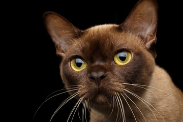 Close-up portrait of Brown Burmese Cat with Chocolate fur color and yellow eyes, Curious Looking in Camera, on isolated black background
