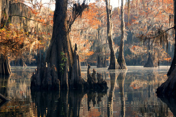 Bald cypress forest in autumn, showing a "knees" and a rusty col