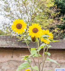Obraz premium Sunflowers in garden