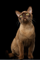 Fototapeta premium Adorable Burmese Cat with Chocolate fur color, Sits and Curious Looking up, on isolated black background with reflection