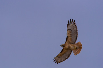 A Red-tailed Hawk soars overhead