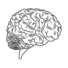 Brain icon. Human organ mind and science theme. Isolated design. Vector illustration