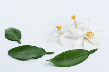 White citrus flowers with leaves on light blue background