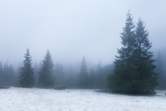 Fototapeta Tranquil morning coniferous wood in mountains