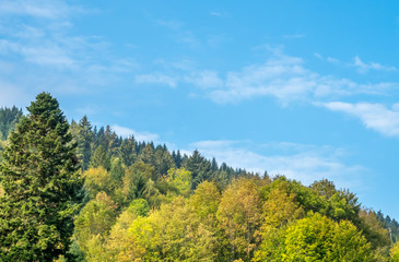 Fototapeta premium Tree in Schwarzwald, Germany