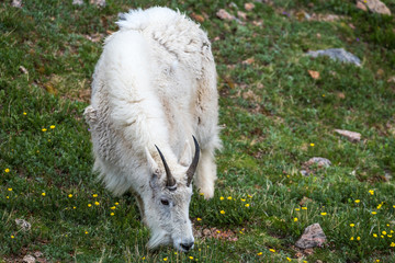 Mountain Goat Feeding near Summit Lake on Mount Evans