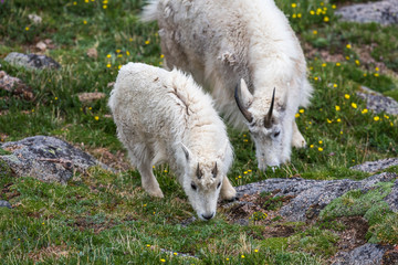 Mountain Goat Feeding near Summit Lake on Mount Evans