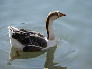 swimming duck