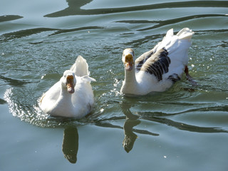 Ducks in a lake