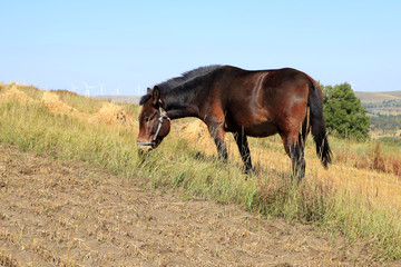 The grasslands of a horse in the autumn