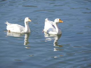 Ducks in a lake