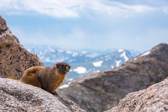A Yellow Bellied Marmot high above the Rocky Mountains in Colora
