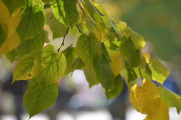 Fototapeta premium Autumn Leaves