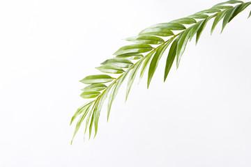 Fototapeta premium 南国の葉