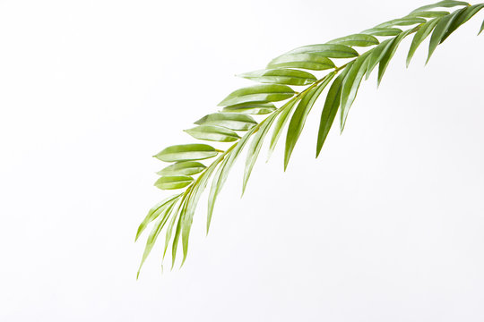 3 Best 葉素材 Images Stock Photos Vectors Adobe Stock