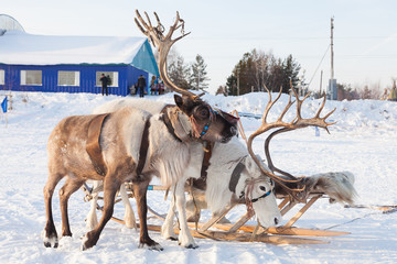 Tuor on northern deer