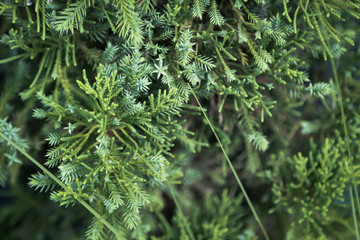 pine leaf texture and background ,close up