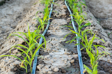 small corn field with drip irrigation in farm