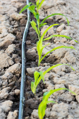 small corn field with drip irrigation in farm