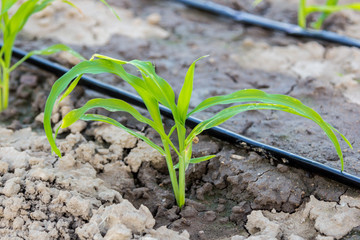 young corn in field with drip irrigation